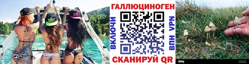 Купить  Дубовка  Псилоцибиновые грибы MAGIC MUSHROOMS 